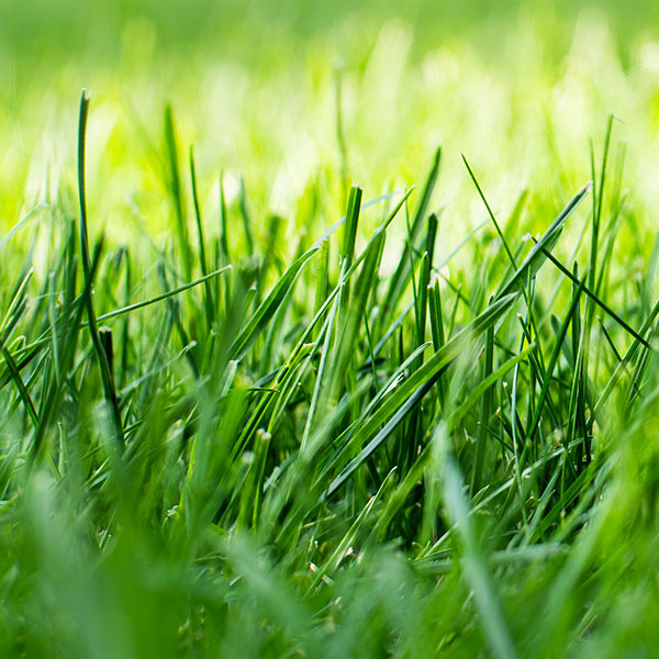 blades of grass close up